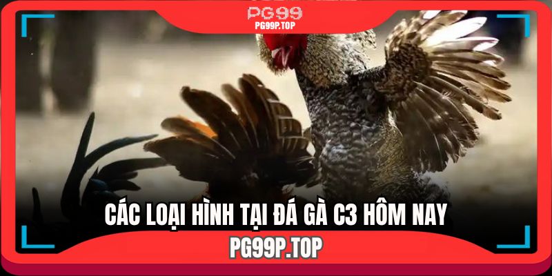 Điểm qua các loại hình  nổi bật tại đá gà C3 hôm nay